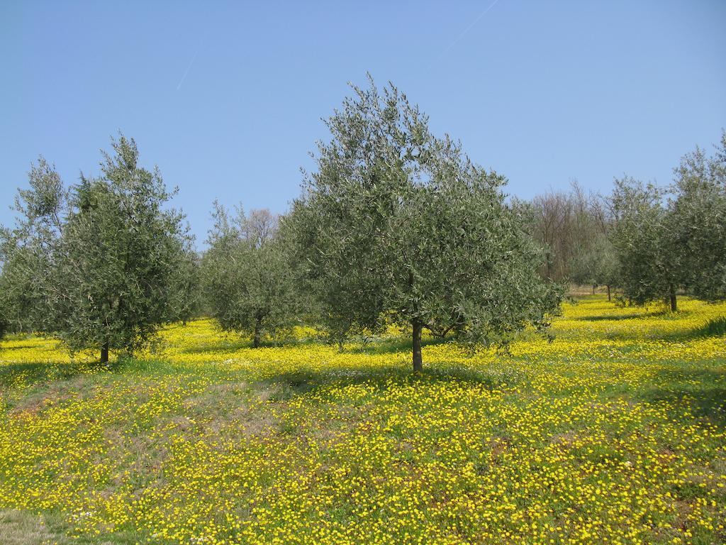 Bed and Breakfast Paglia E Fieno Villaga Exterior foto